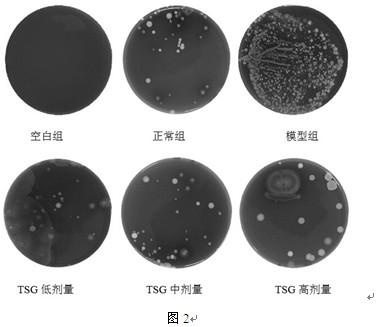 Application of stilbene glycosides in the preparation of intestinal microecological preparations