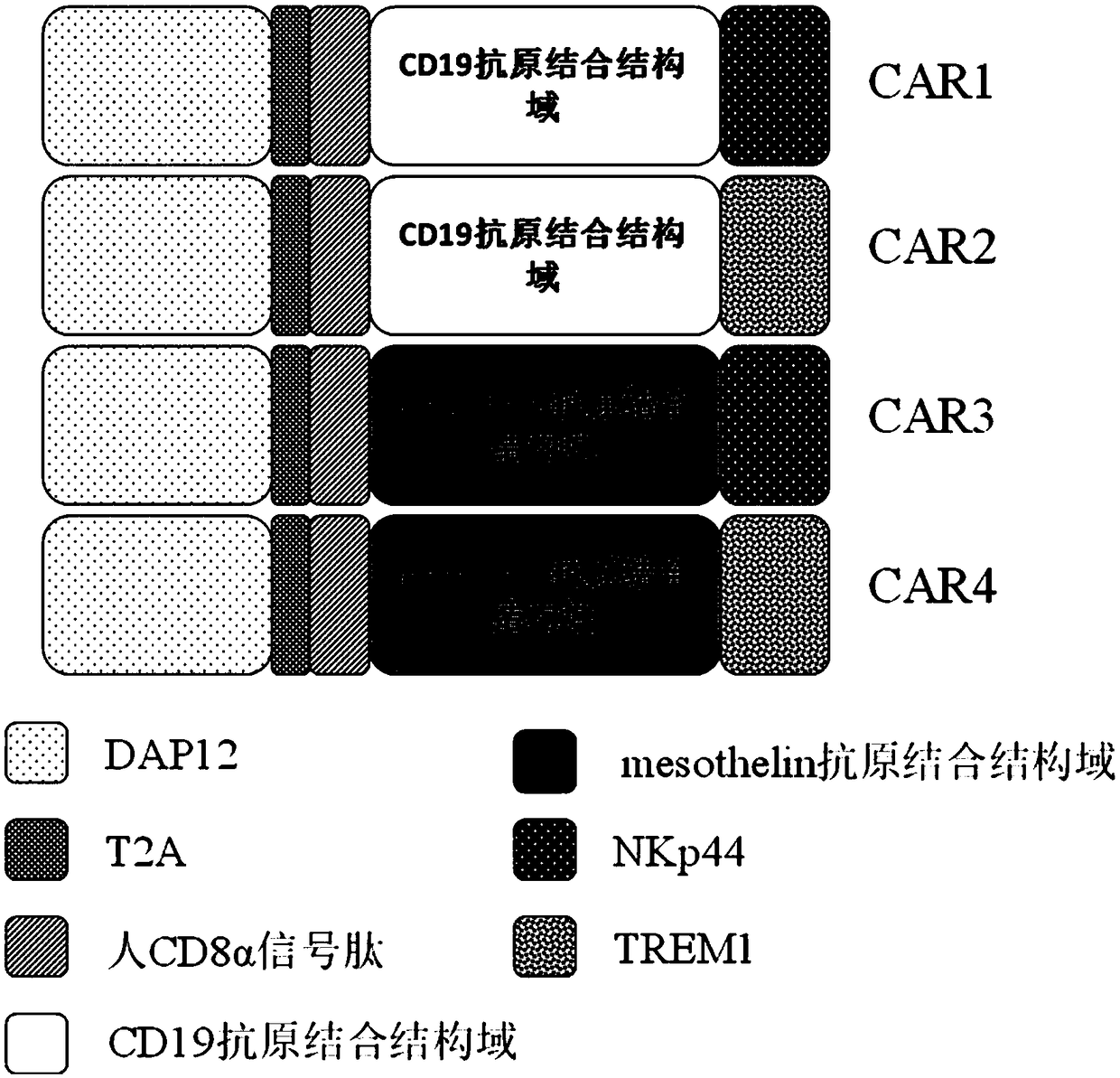 Application of novel CAR (Chimeric Antigen Receptor) modified T cells for treating cancer