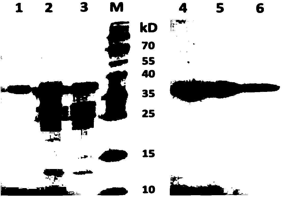 Virus isolation method for low-content sample of porcine epidemic diarrhea virus (PEDV)