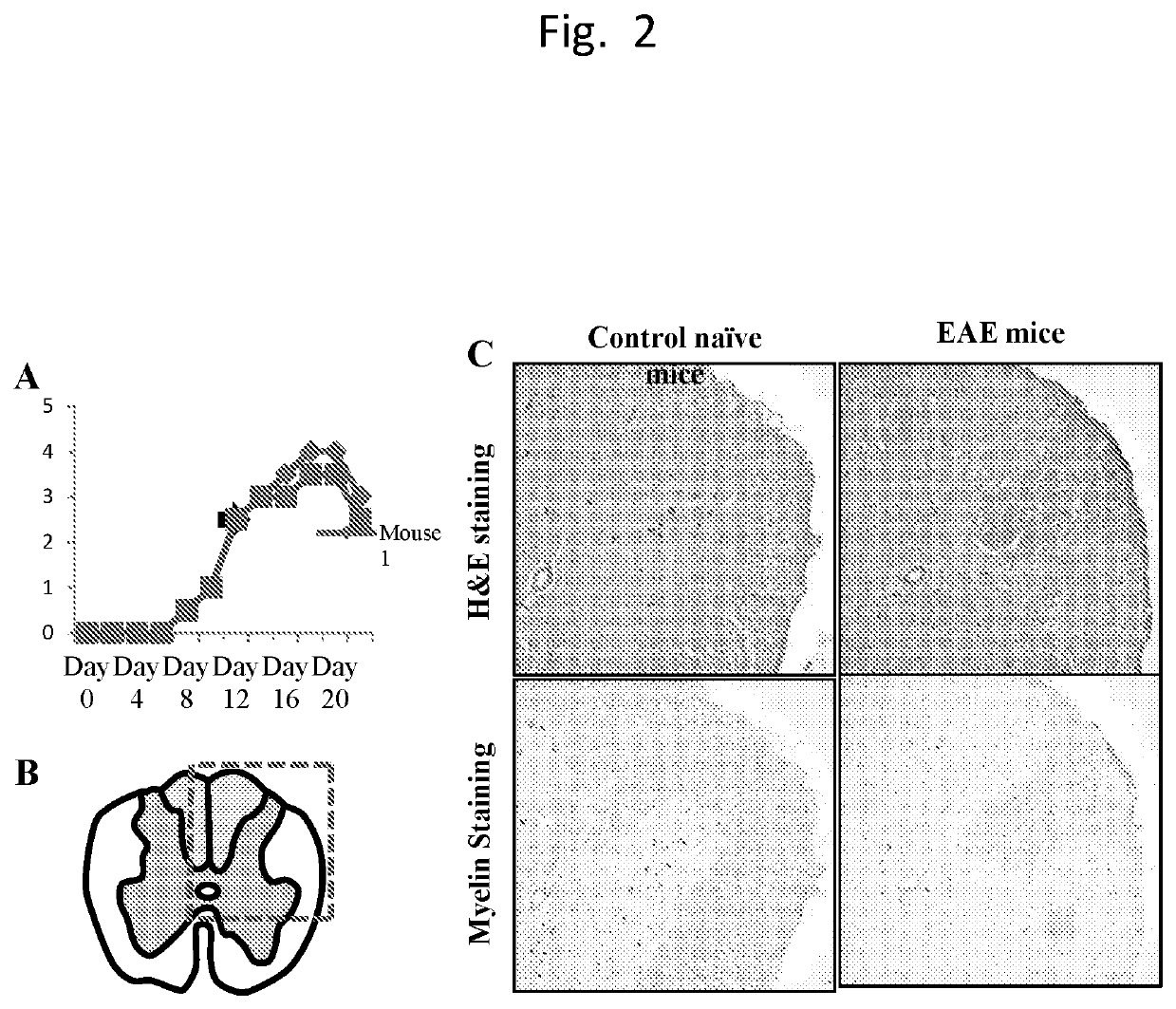 Central nervous system homing peptides and uses thereof