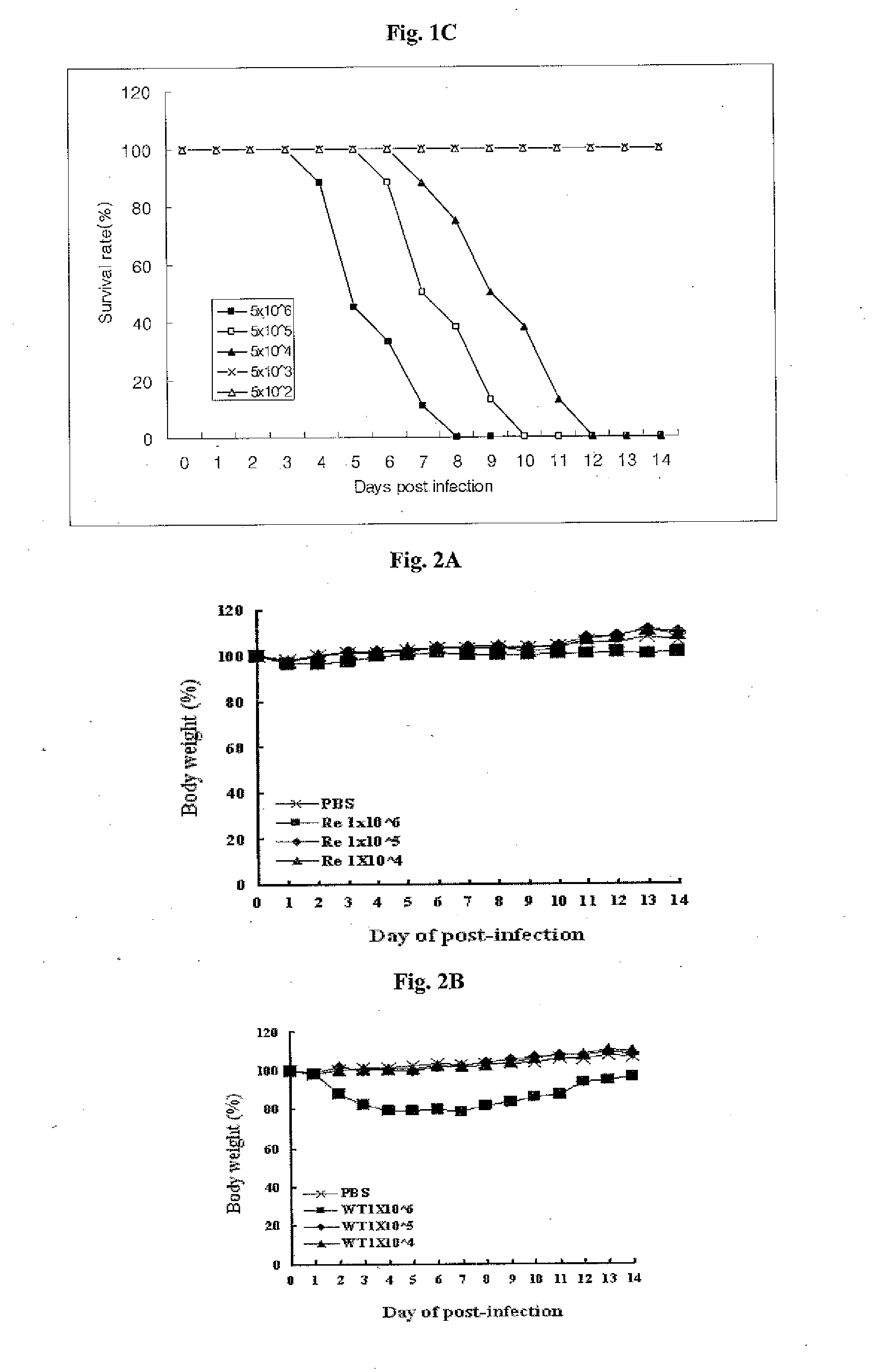 Attenuated influenza virus and a live vaccine comprising the same