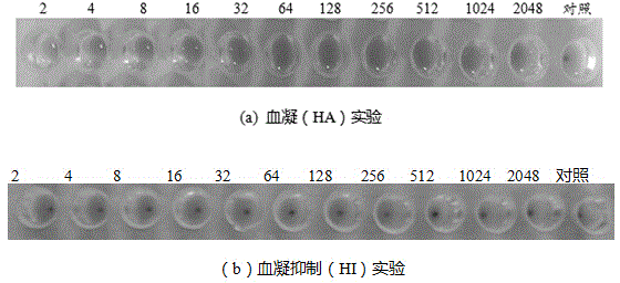 Novel Newcastle disease vaccine virus strain rClone30-chIL15 and applications thereof