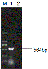 Novel Newcastle disease vaccine virus strain rClone30-chIL15 and applications thereof