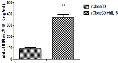 Novel Newcastle disease vaccine virus strain rClone30-chIL15 and applications thereof