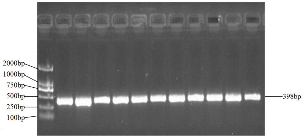 Hu sheep PLIN2 gene SNP detection method and application of Hu sheep PLIN2 gene SNP detection method in meat quality character early screening