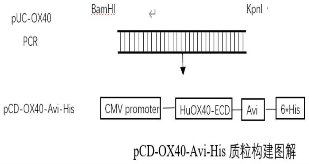 Anti-hu-OX40 antigen nano antibody and application thereof