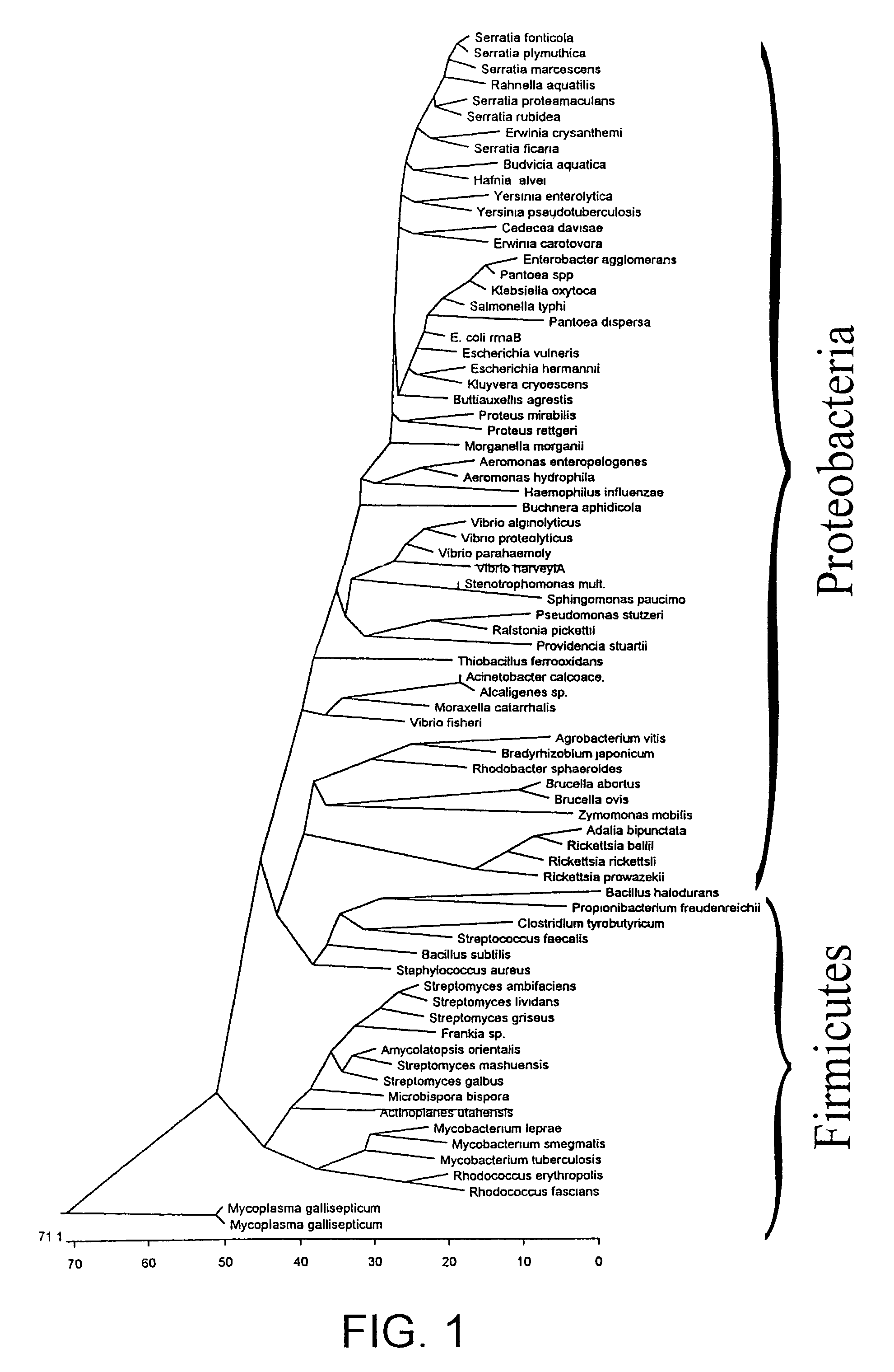 Nucleic acid molecules for detecting bacteria and phylogenetic units of bacteria