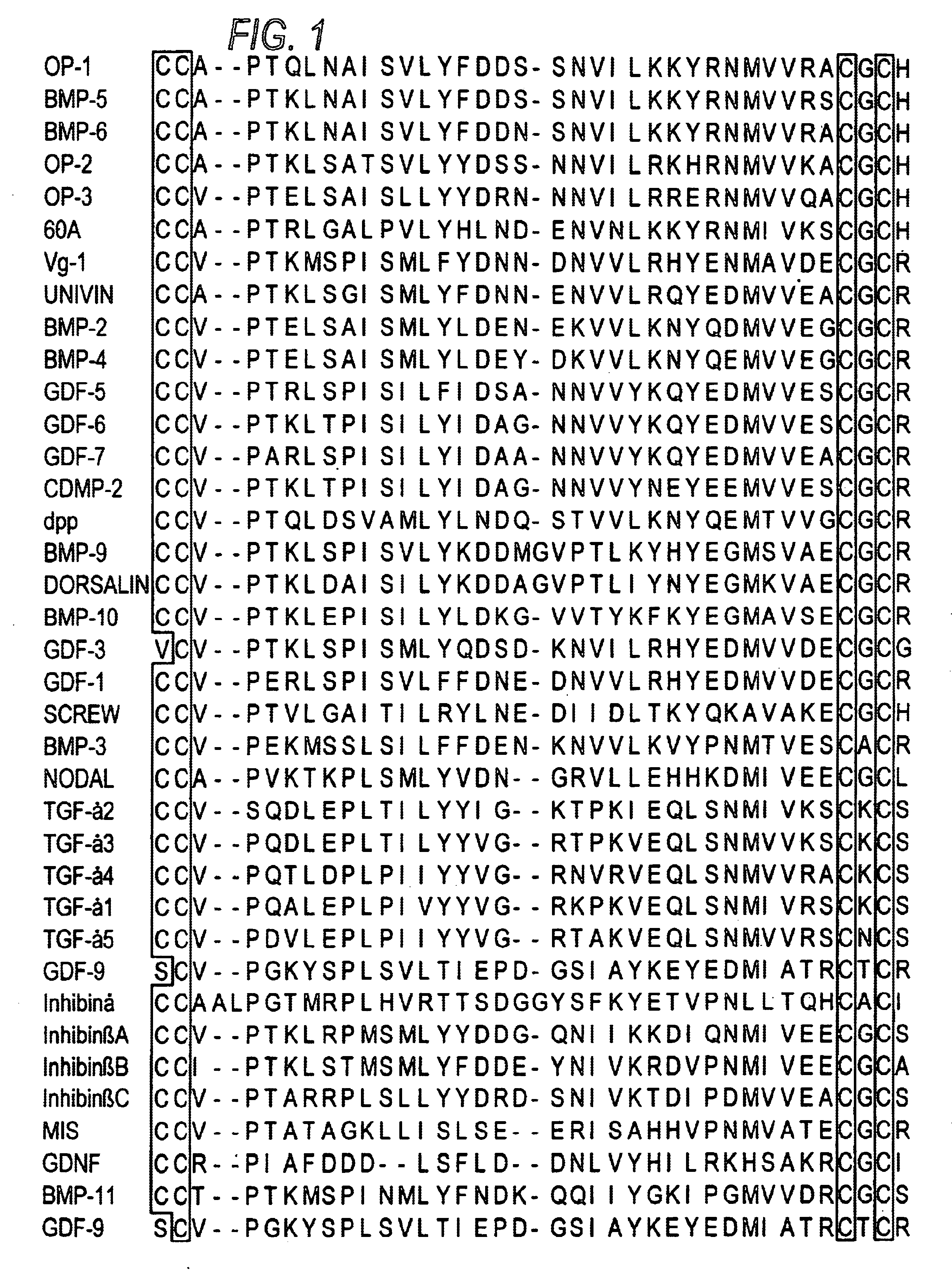 Modified proteins of the TGF-β superfamily, including morphogenic proteins
