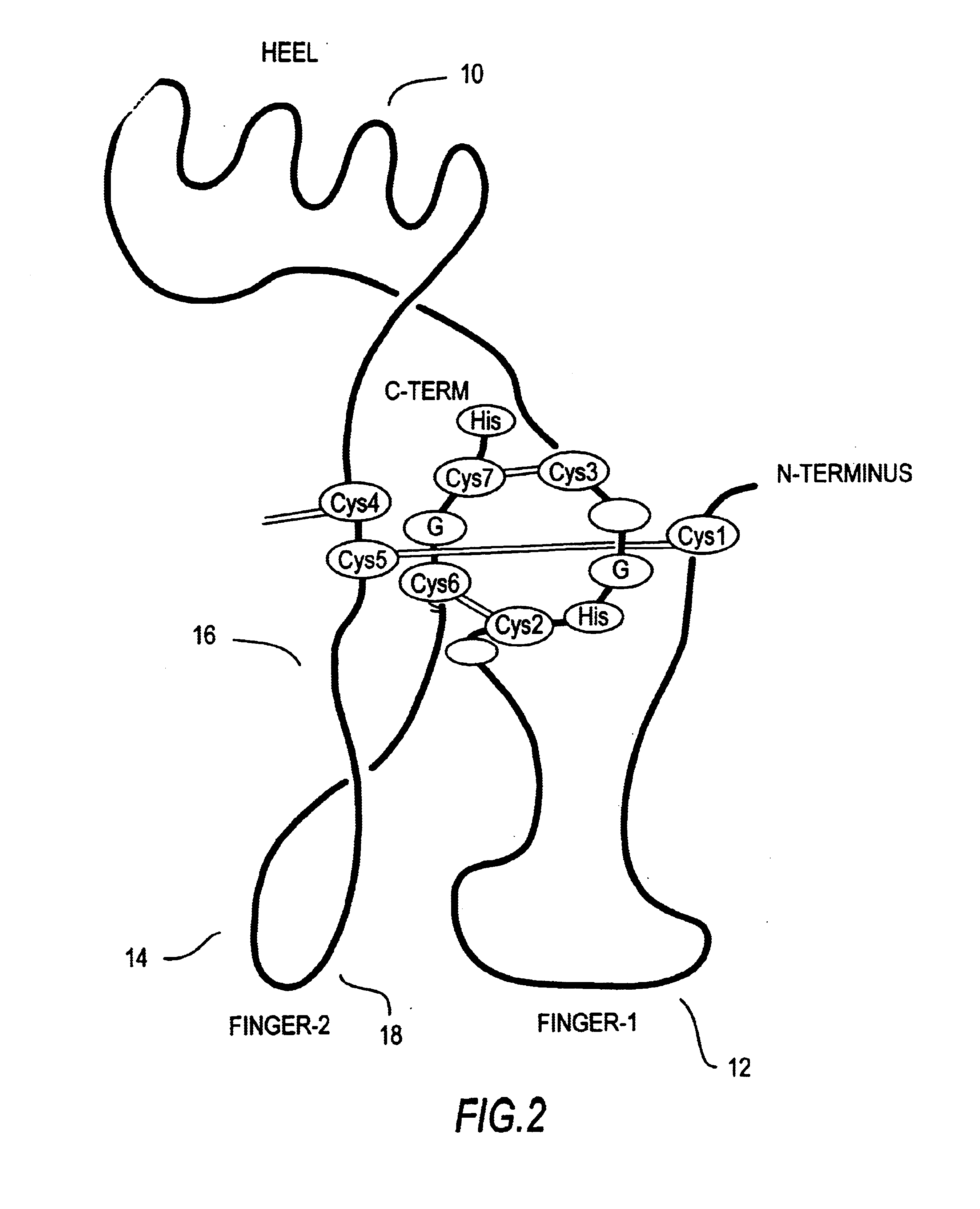 Modified proteins of the TGF-β superfamily, including morphogenic proteins