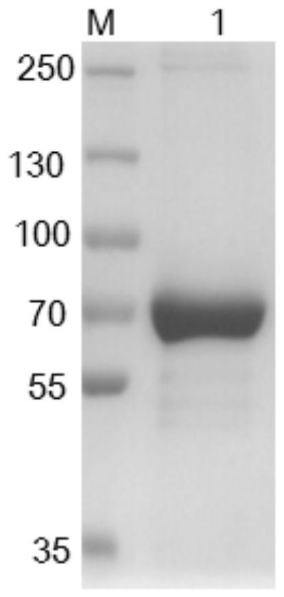 Protein standard substance of tomato spotted wilt virus and application of protein standard substance