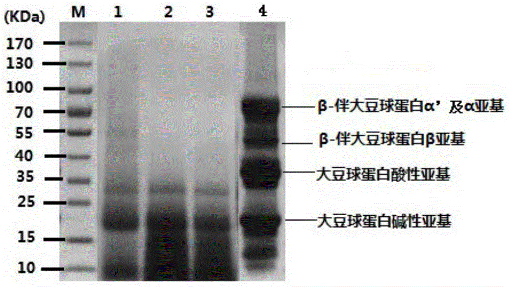 Fermented soybean peptides with low lipophilicity protein and production method of fermented soybean peptides