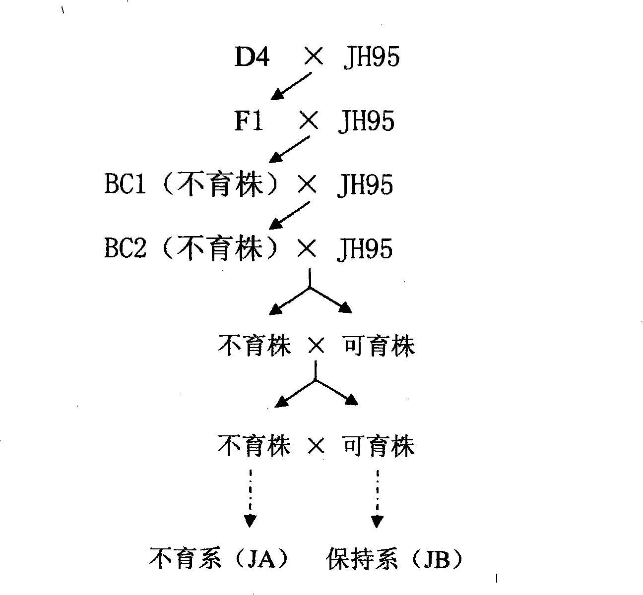 Method for breeding male sterile line and maintainer line of wheat