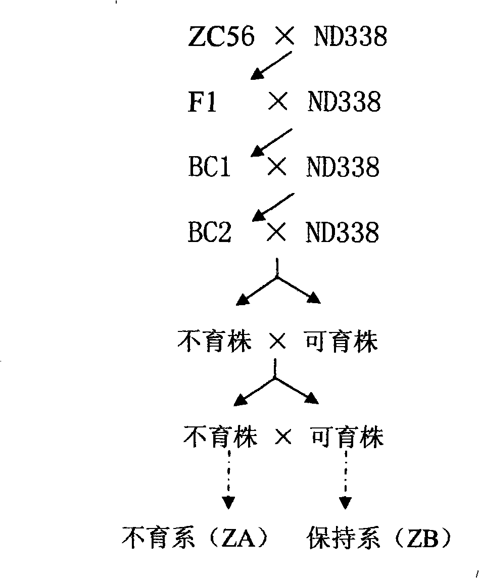 Method for breeding male sterile line and maintainer line of wheat