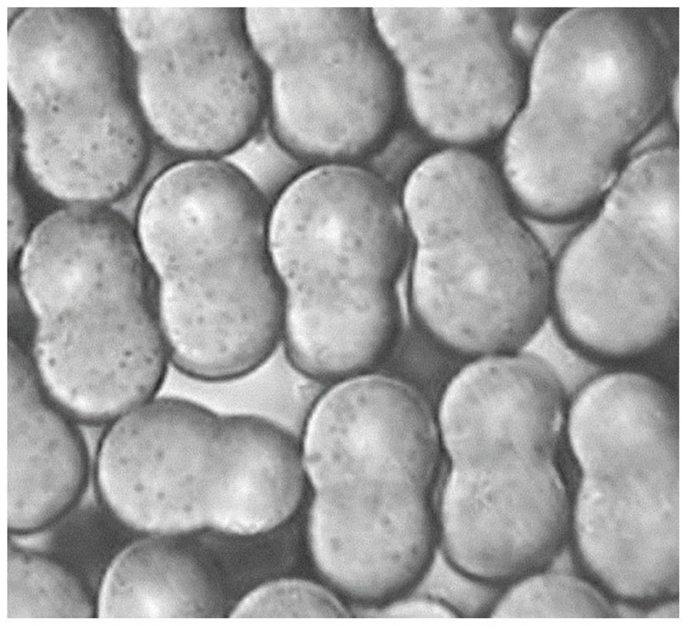 A kind of preparation method and its product of juxtaposed 8-shaped multi-dimensional crimp pa6/pa66 bicomponent fiber