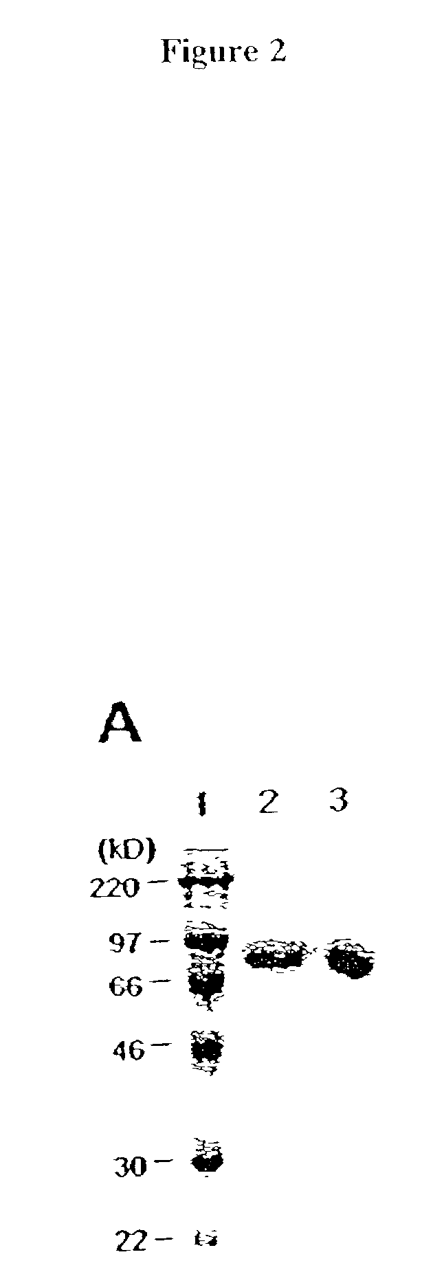 Auto-stimulating cells and methods for making and using the same
