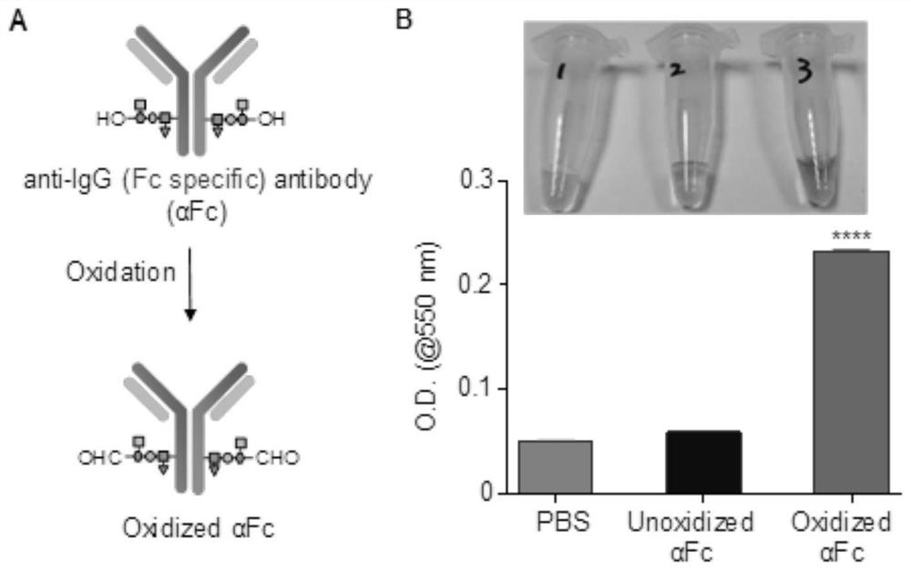 Nano aptamer for multispecific antibody delivery and its application and construction method