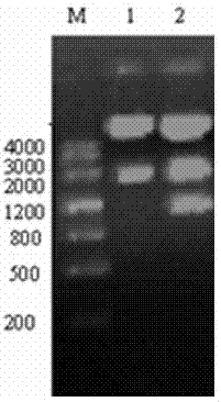 Recombinant transgenic vector carrying human insulin-like growth factor-I and use thereof
