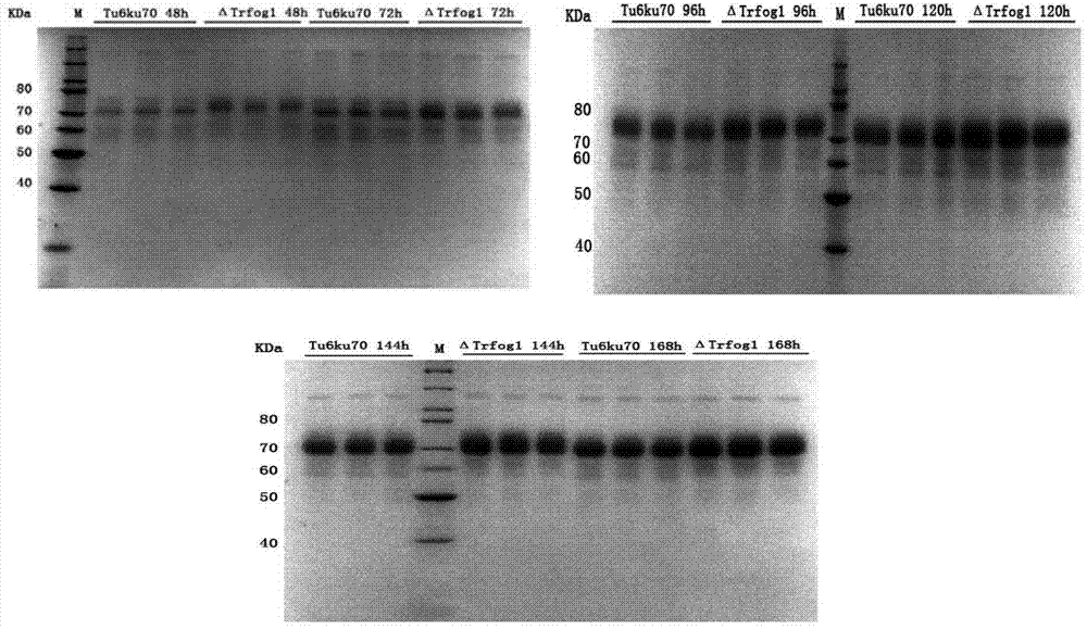 Protein derived from Trichoderma reesei and gene application thereof