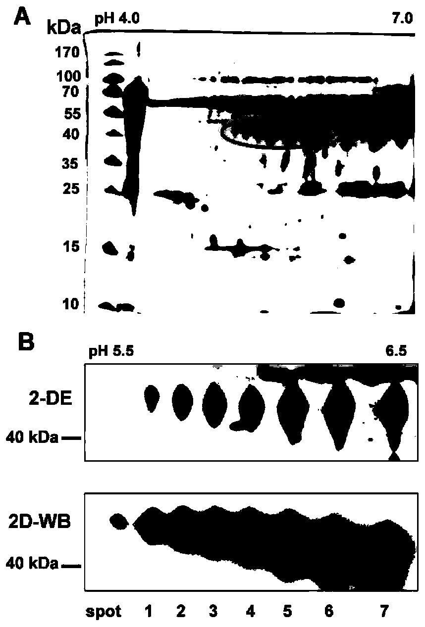 Method for identifying glycoprotein sugar chain structure by combining two-dimensional gel electrophoresis and mass spectrometry