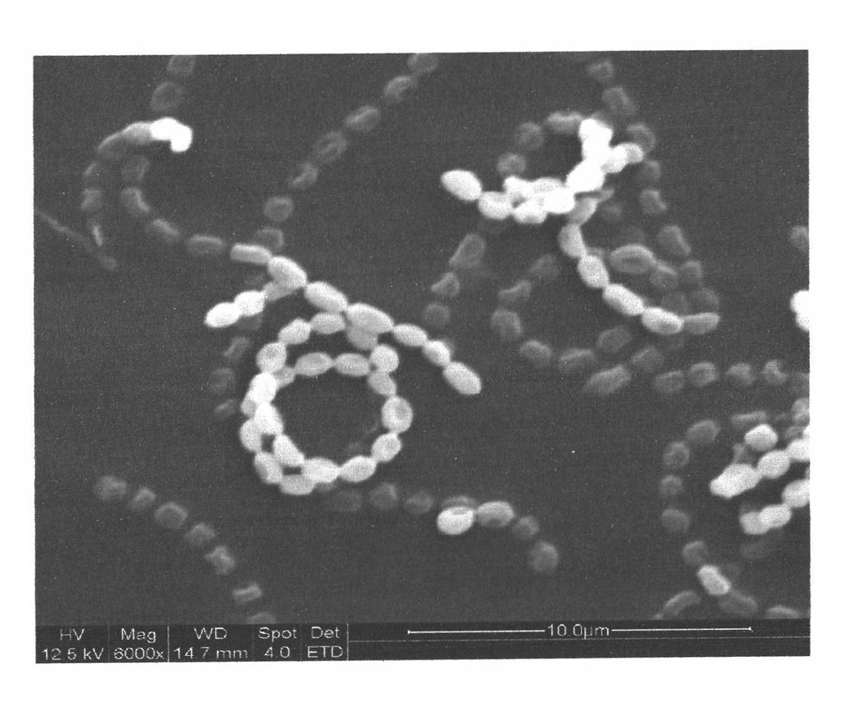 Streptomyces griseofuscus strain and method for preparing epsilon-polylysine and salt thereof by utilizing same