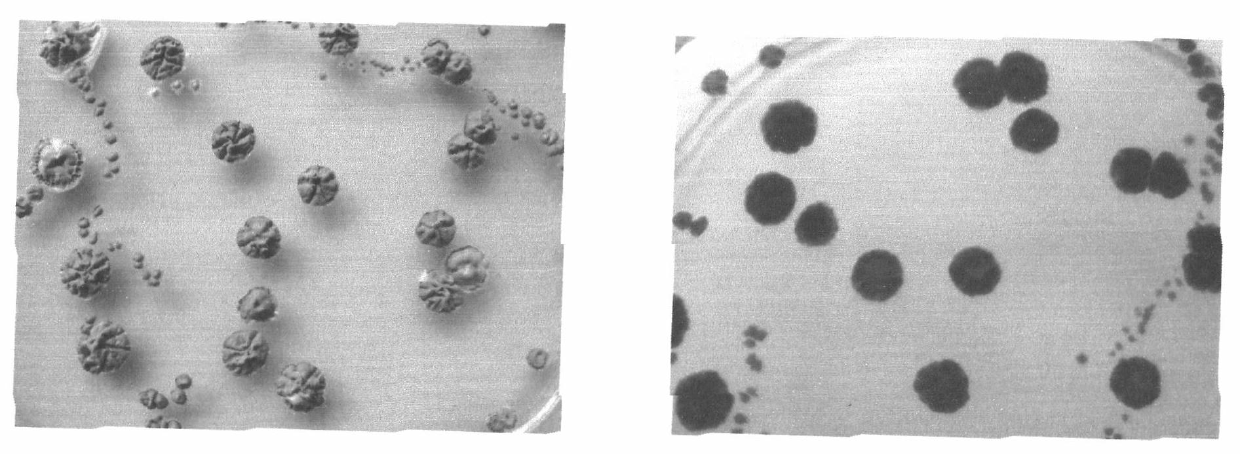 Streptomyces griseofuscus strain and method for preparing epsilon-polylysine and salt thereof by utilizing same