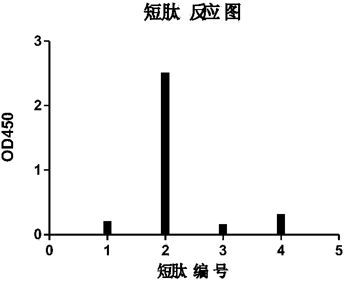 Hybridoma cell line and anti-canine distemper virus N protein monoclonal antibody produced through hybridoma cell line