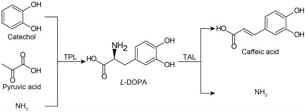 Efficient biosynthesis method for transforming low-value compounds into caffeic acid