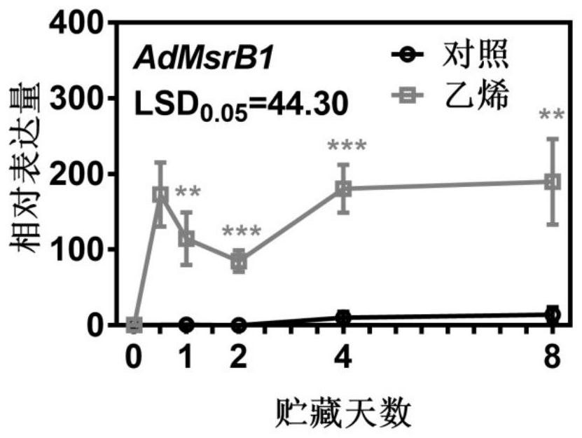 A kind of admsrb1 that improves plant ACC content and application thereof