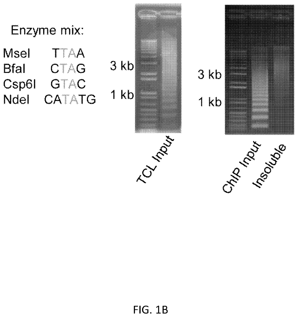 Epigenetic profiling using targeted chromatin ligation
