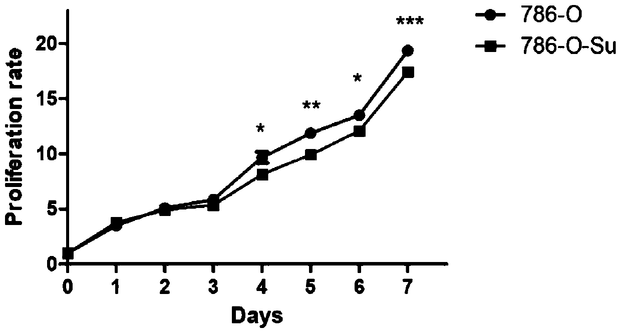 Sunitinib drug tolerance cell line for renal carcinoma, construction method and application of sunitinib drug tolerance cell line