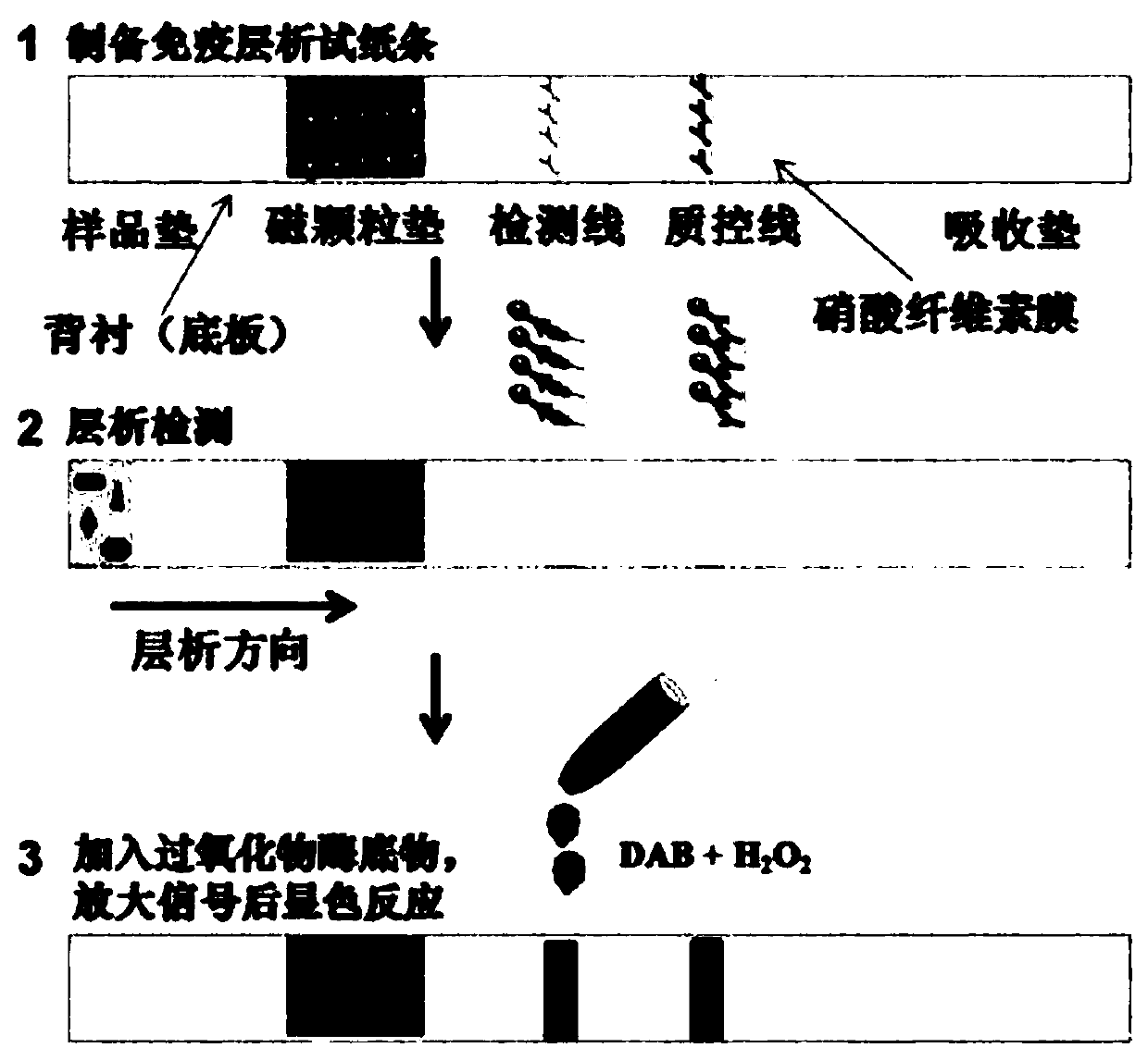 Method for detecting norovirus by using nano-enzyme test strip
