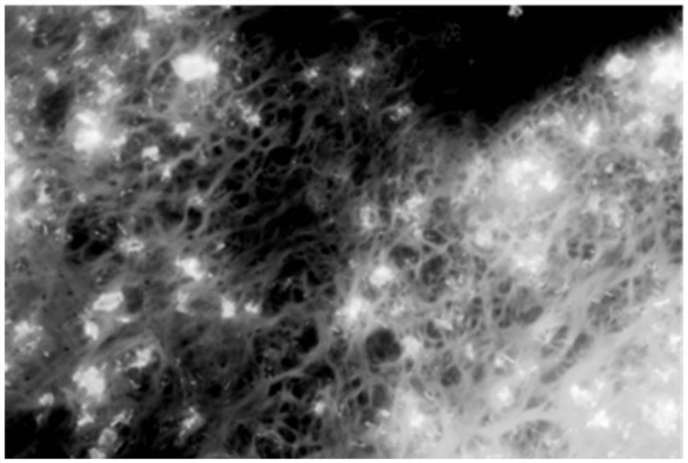 High-concentration loading gel of adriamycin medicine and preparation method of high-concentration loading gel