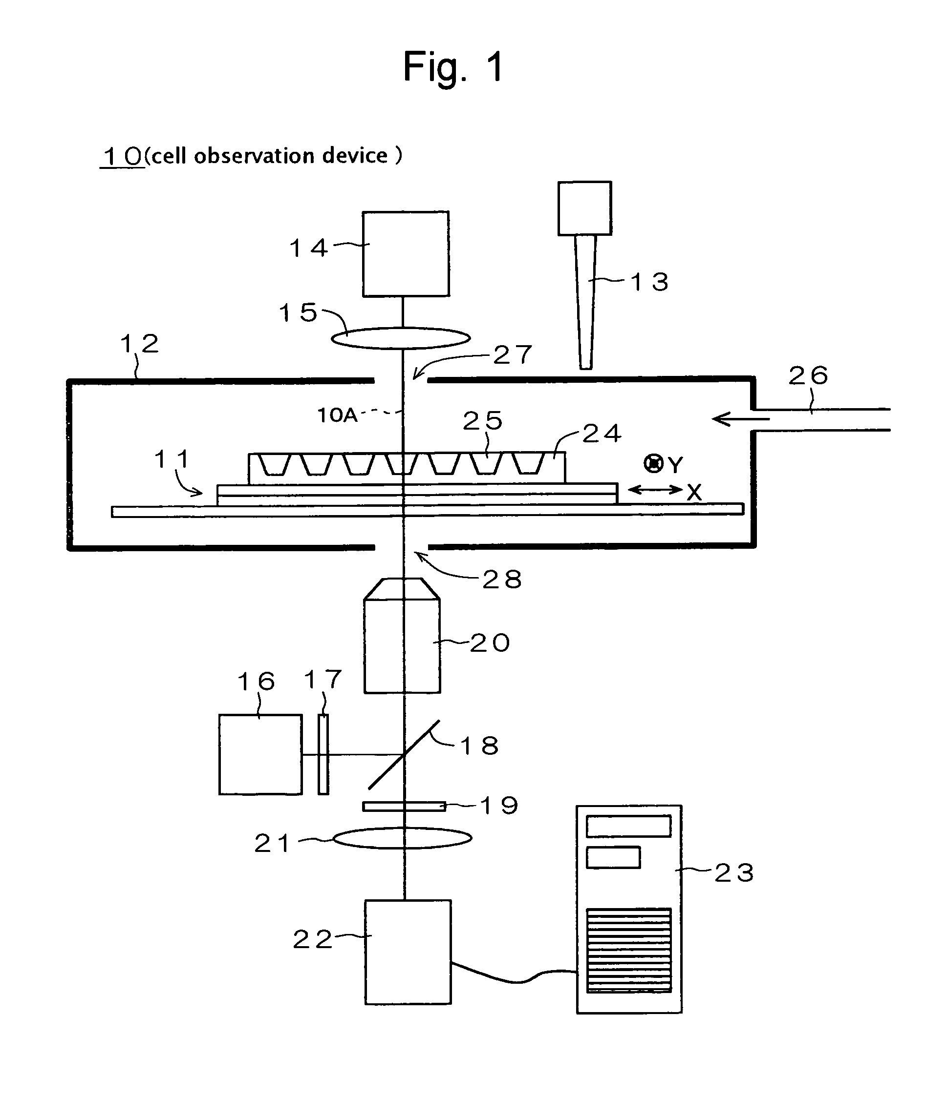 Cell observation device and cell observation method