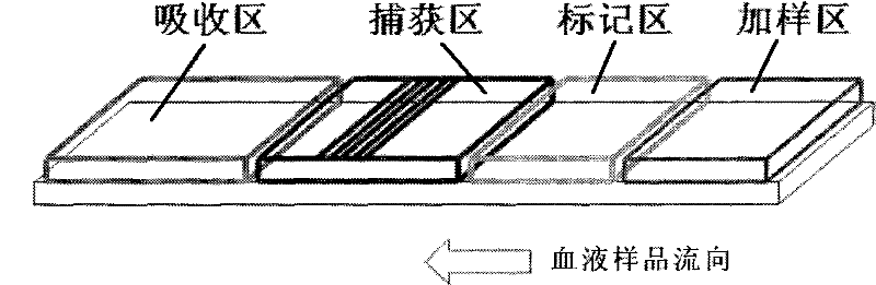 Rapid immune detection method and detection kit for blood sample