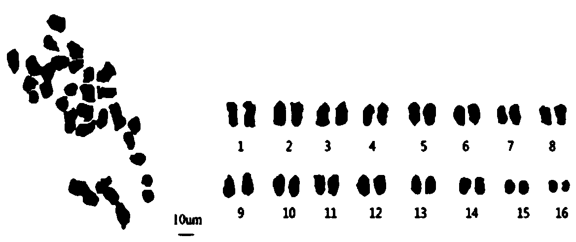 Apocarya chromosomal karyotype analysis method