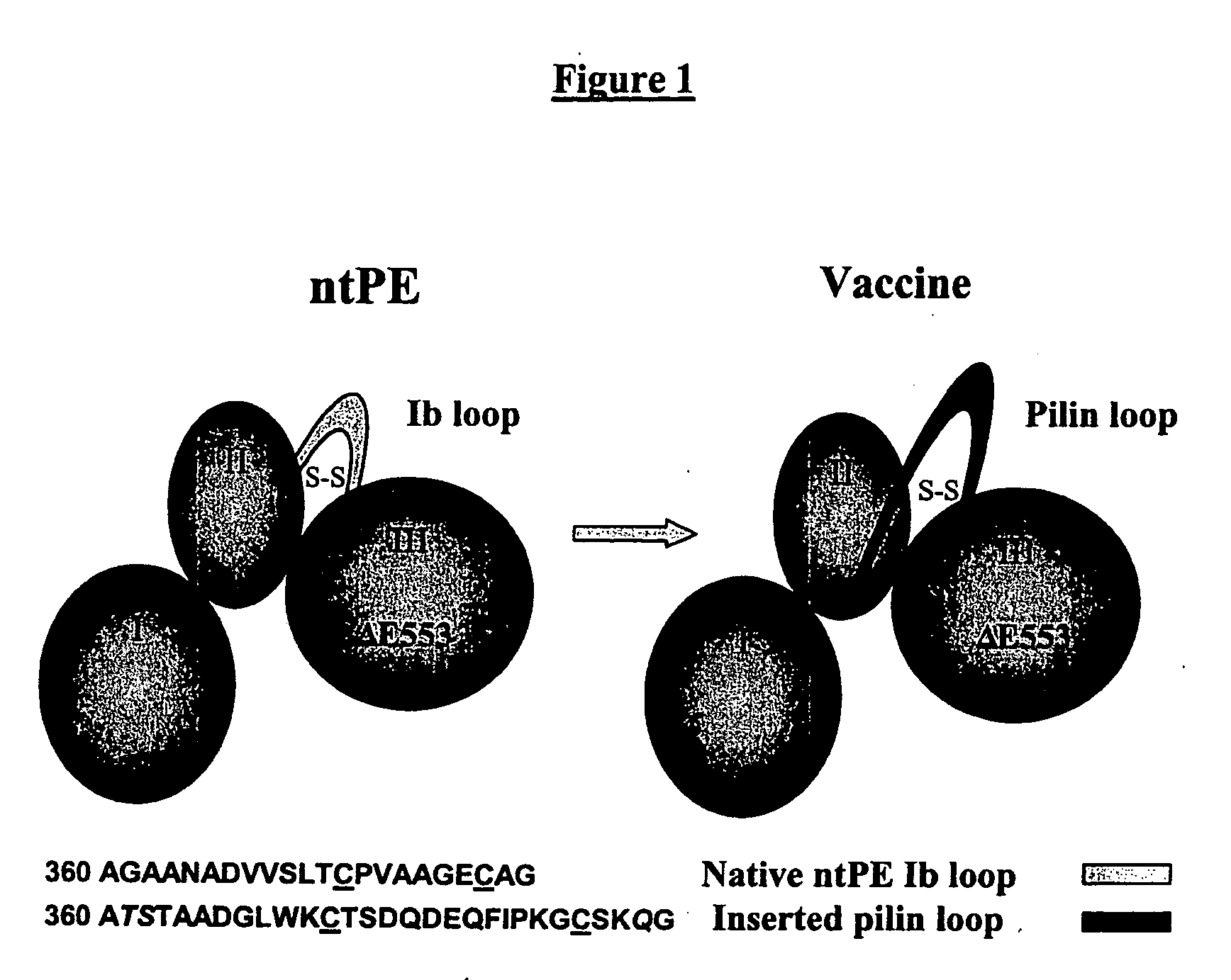 Methods and compositions for immunizing against Pseudomonas infection