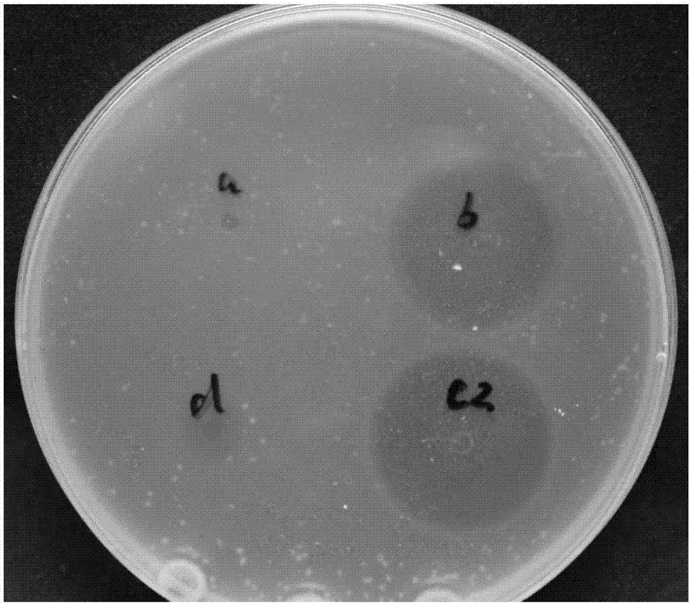 Method for over-expressing cecropin in cordyceps militaris