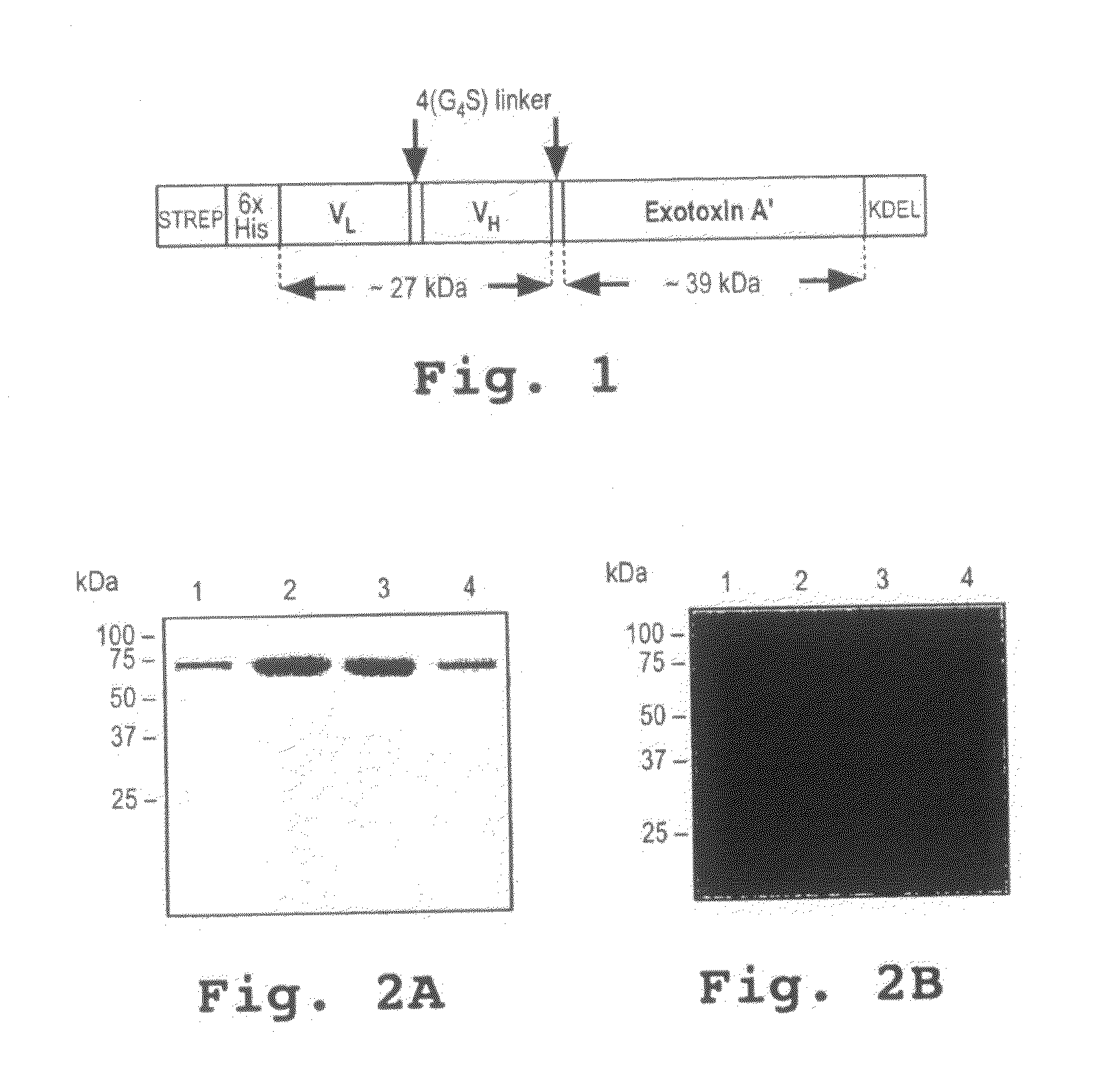 Cd33-specific single-chain immunotoxin and methods of use