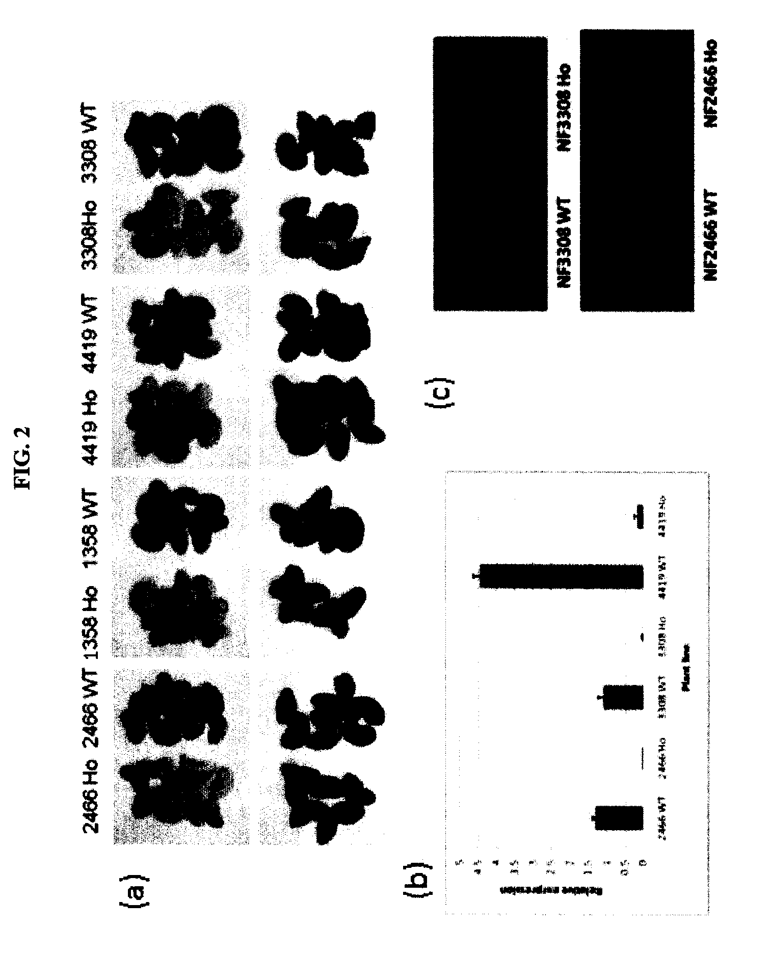 Methods and compositions for regulating production of proanthocyanidins