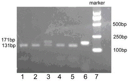 Triple-negative breast cancer metastasis-associated susceptibility gene tnf-α mutation detection kit and detection method