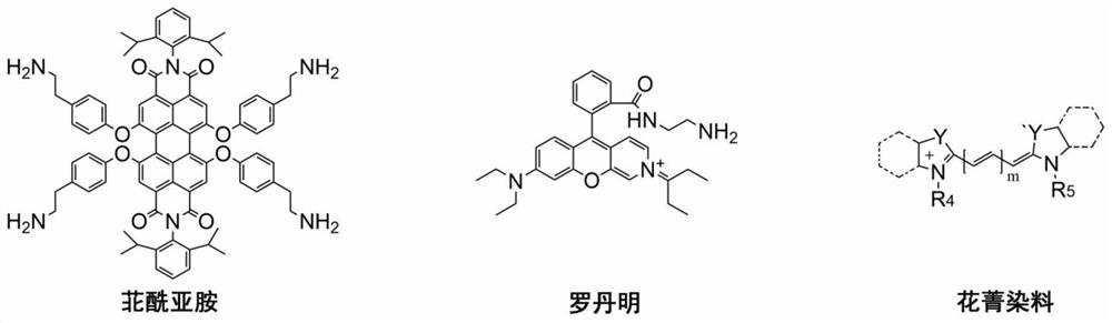 A kind of fluorescent polylysine dendrimer, its preparation method and application