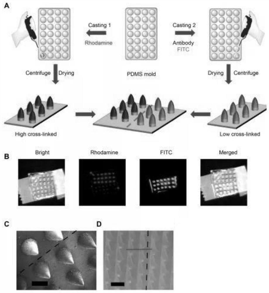 A preparation method and application of a microneedle swab capable of spontaneously enriching viruses