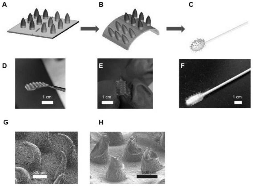A preparation method and application of a microneedle swab capable of spontaneously enriching viruses