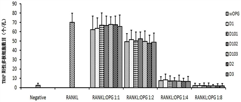 Mutant protein of osteoprotegerin and related products and applications