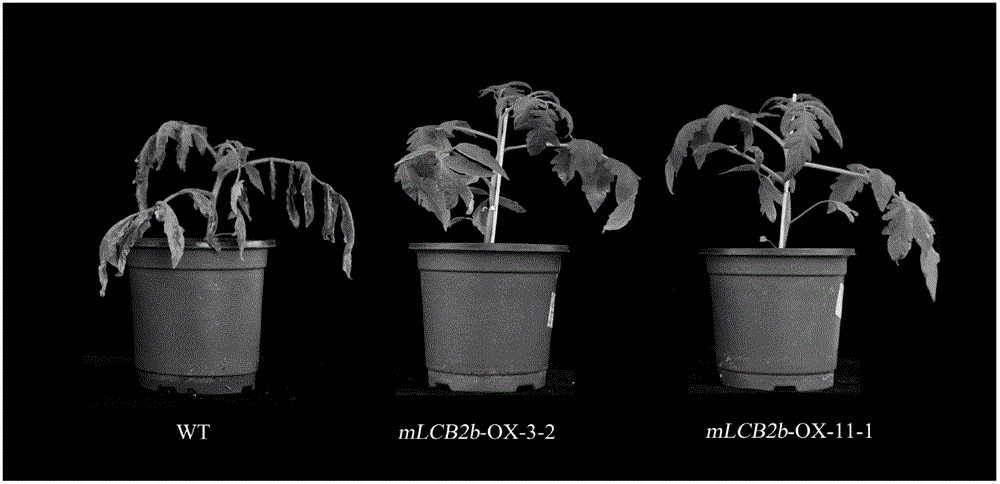 Tomato stem wilt resistant gene mLCB2b and application thereof