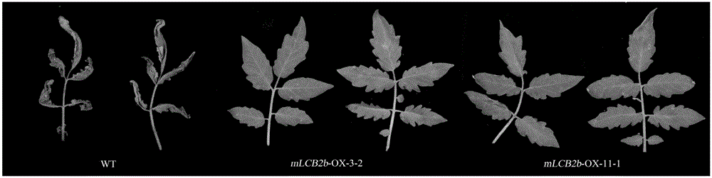 Tomato stem wilt resistant gene mLCB2b and application thereof