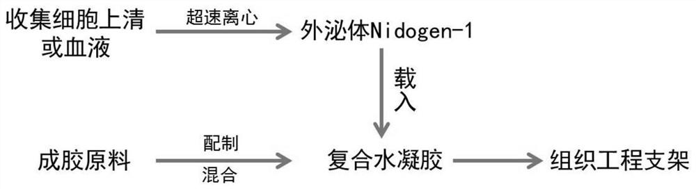 Tissue engineering scaffold of composite exosome nidogen-1 and its preparation method