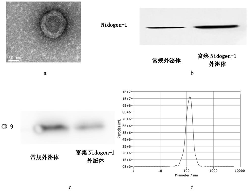Tissue engineering scaffold of composite exosome nidogen-1 and its preparation method