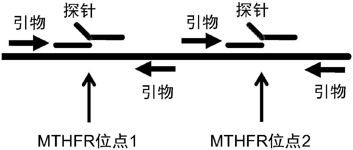 Visual MTHFR Allele Typing Assay Kit