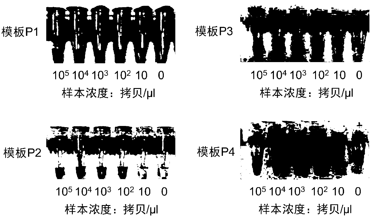 Visual MTHFR Allele Typing Assay Kit